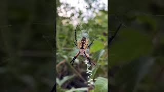 Argiope aurantia  Garden Spider The venom is harmless [upl. by Nivled357]