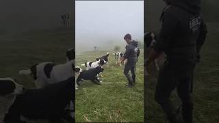 Testare Câini la Stâna lui Toma Crișan 🇷🇴 testing dogs in the sheepfold shorts viralvideo short [upl. by Airbmac356]