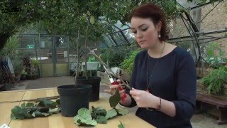 Bud Grafting  a video guide to bud grafting fruit trees for beginners [upl. by Skelton711]