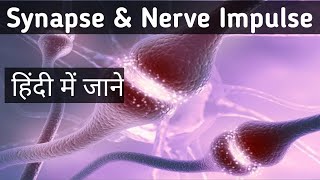 Neuron Nerve Impulse amp Synapse  Synaptic transmission kya hai in hindi [upl. by Qifahs32]