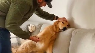 Videos De Risa De Animales 2023  10 Momentos Más Divertidos Entre Perros y Dueños del Año 😂 [upl. by Karim705]