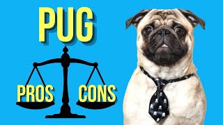 Pug Pros and Cons  A Must Watch for New Potential Pug Owners [upl. by Esikram]