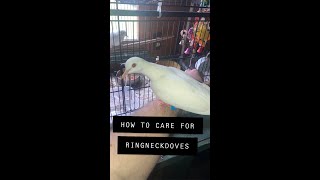 How to Care for Ringneck Doves [upl. by Adnahsam]