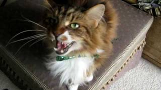 Max the Maine Coon Cat sings [upl. by Maag]