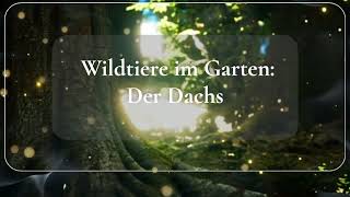 Wildtiere im Garten  Dachs [upl. by Angadreme692]