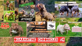 AMERICAN BULLY EPISODE 9 Quarantine Chronicles 4 MICRO MERLE EXOTIC BULLIES and WhelpMate Promotion [upl. by Adlesirk]