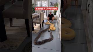 Snakes In Dining Room 😱🐍shorts snake [upl. by Fulks185]