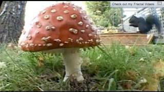 🍄🍄🍄🍄 Mushroom time lapse Amanita Muscaria 🍄🍄🍄🍄 [upl. by Oehsen]