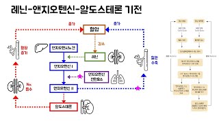 생리학  비뇨기계의 생리  체액의 조절 [upl. by Molli]