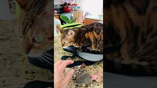 Tigress Stravyn® Papa stop putting your toys in my treat bag” funnyvideos cats funnyanimals [upl. by Tevlev868]