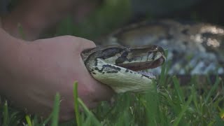 Florida pythons swallowing deer gators [upl. by Denby595]