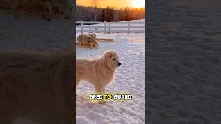 The cutest livestock guardian dog  maremma sheepdog [upl. by Neelrac839]