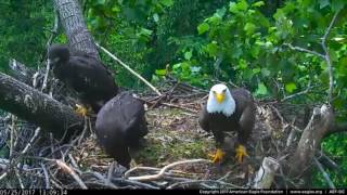 DC Eagle Cam 52517 A Fish Tail Tale [upl. by Anreval]