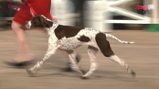 National Gundog 2016  Best in Show FULL [upl. by Ahseniuq]