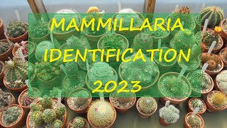 Mammillaria Identification 2023 🌵🌵🌵 [upl. by Anertac]