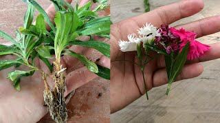 How to grow dianthus from cuttings  dianthus plant care  dianthus cuttings  dianthus Propagation [upl. by Dustin]