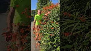 Invasive Crocosmia monbretia invasivespecies gardening permaculture adventure explore [upl. by Norene]