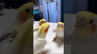 My 3 baby cocktail birds beautiful video and sound baby cocktail birds beautiful viralvideo [upl. by Fife581]