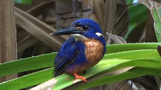 Azure Kingfisher Birds of Australia [upl. by Prue860]