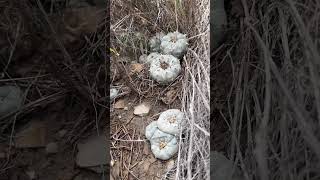 Lophophora williamsii thriving in habitat thanks to the help of some nurse plants 🌵😍 [upl. by Bezanson116]