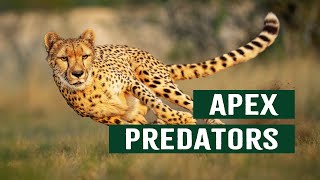 The Ruthless Apex Predators At The Top Of The Animal Kingdom  Top Cats Documentary [upl. by Lynus931]