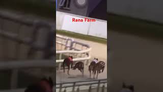 Greyhound dog racing lover panjab Haryana India Pakistan Dubai Europe USA UAE Singapore reelscr7 [upl. by Haizek120]