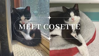 Meet Cosette [upl. by Donovan]