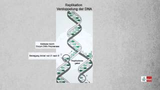 Replikation Verdoppelung der DNA Biologie  Klett Lerntraining [upl. by Etnaled]