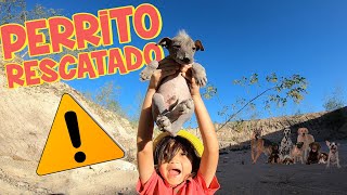 Exploro la Montaña de los PERROS SALVAJES y Rescato un PERRITO [upl. by Towbin]