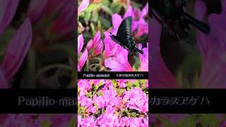 【Papilio maackii】極上の美…ミヤマカラスアゲハ [upl. by Ydnas]