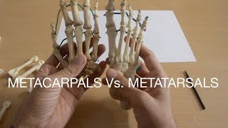 METACARPALS Vs METATARSALS [upl. by Rockie]