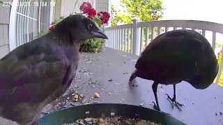 Grackle Fledgling Siblings begging one another for food [upl. by Tillman179]