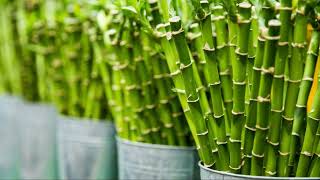 Bamboo Farming – The successful side business opportunity for farmers [upl. by Linnet]