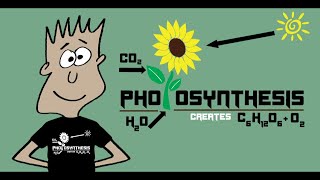 The Photosynthesis Song  Mister C Song 8 [upl. by Harriett]