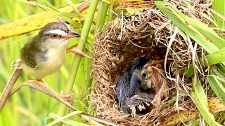 Mother Sparrow Nourishes Babies with Soft Chirps  viralbird [upl. by Osyth]