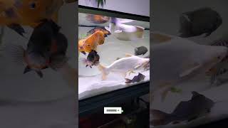 Oscar fish tank setup chiclids clownfish aquarium [upl. by Yelkao931]