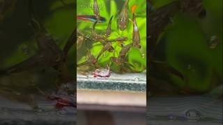 My cherry shrimp diedfishtankvlogfishtankguppymollypetsvlogminizoobirdspetsmanshrimp [upl. by Lithea]