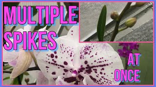 How I Get Multiple Spikes On My Phalaenopsis Orchids Orchid Care For Beginners [upl. by Oakes178]