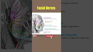 Facial Nerves  Nerves of Face facialnerves nerve anatomy facialanatomy alliedhealthsciences [upl. by Nazar]