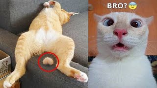 Funniest Animals 2023 😁 New Funny Cats and Dogs 😻🐶 Part 12 [upl. by Scharf]