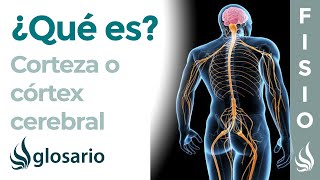 CORTEZA CEREBRAL  Qué es ubicación cómo trabaja partes y función [upl. by Yaj]