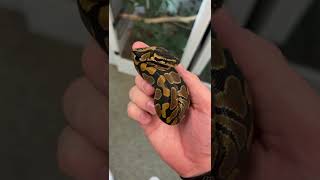 Baby Ball Python Clutch UPDATE shorts animals reptiles snakes baby ballpython eggs [upl. by Esiom]