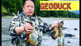 Digging Geoducks in Washington [upl. by Dworman]