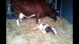 Cow giving birth [upl. by Egwin]