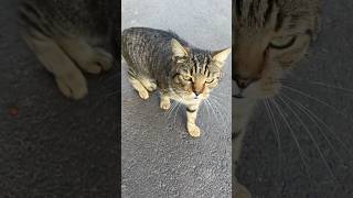 Tabby cat meowing loudly in the street [upl. by Adnahsat]