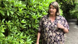 How to Prune Rhododendrons  Instructional Video w Plant Amnesty [upl. by Akeber]