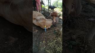 Multivitamin Injection in Ferocious Cow cow animals VeterinaryMedicine [upl. by Daniel618]