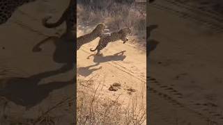 Two leopards fighting over territory [upl. by Thekla311]