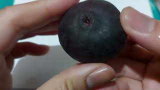 The first time seeing a Fig fruit and cutting it open to see what its like 2024 [upl. by Amaryl]