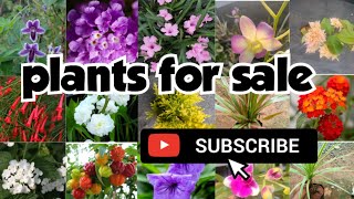 plants for saleseras gardens120424 [upl. by Stoddart]